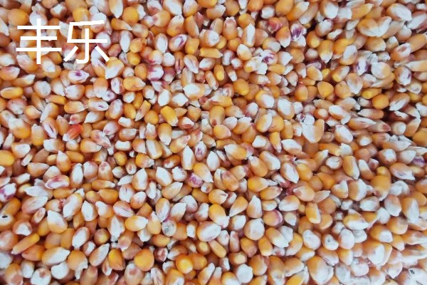 玉米种子什么品种好,推荐荃银高科、奥瑞金等