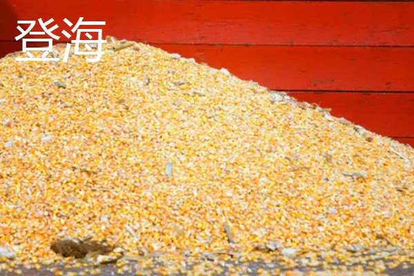 玉米种子什么品种好,推荐荃银高科、奥瑞金等