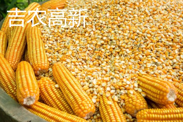 玉米种子什么品种好,推荐荃银高科、奥瑞金等