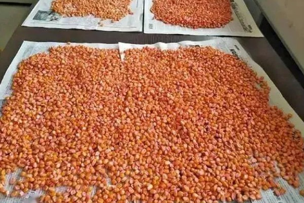 玉米种子什么品种好,推荐荃银高科、奥瑞金等