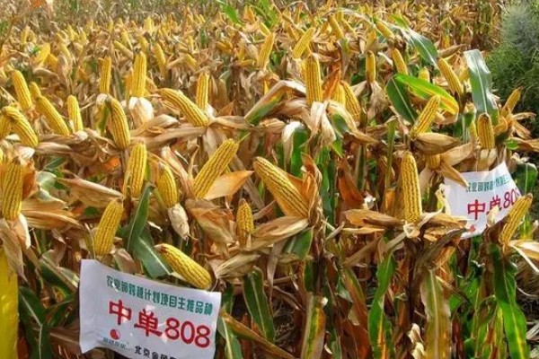 玉米种子什么品种好,推荐荃银高科、奥瑞金等