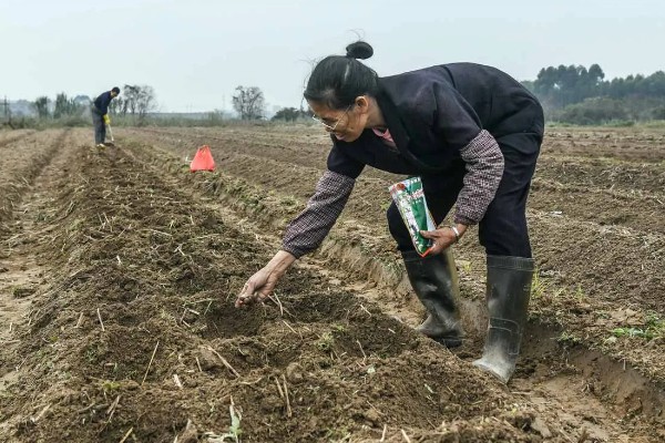 玉米种子什么品种好,推荐荃银高科、奥瑞金等