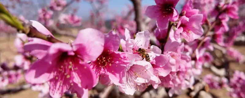 如何养桃花，在养护时适量给水