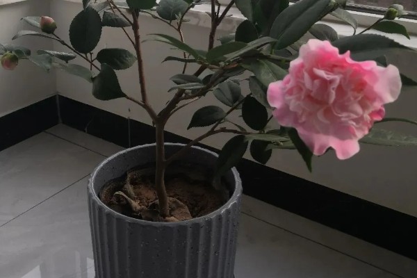 养好香妃茶花的方法,春秋季节每隔2-3天浇一次水