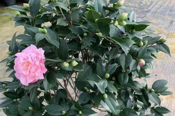 养好香妃茶花的方法,春秋季节每隔2-3天浇一次水