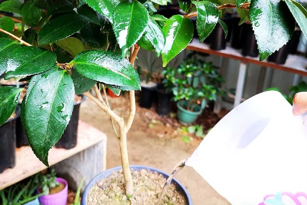 养好香妃茶花的方法,春秋季节每隔2-3天浇一次水