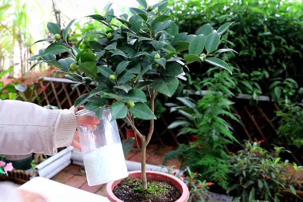 养好香妃茶花的方法,春秋季节每隔2-3天浇一次水