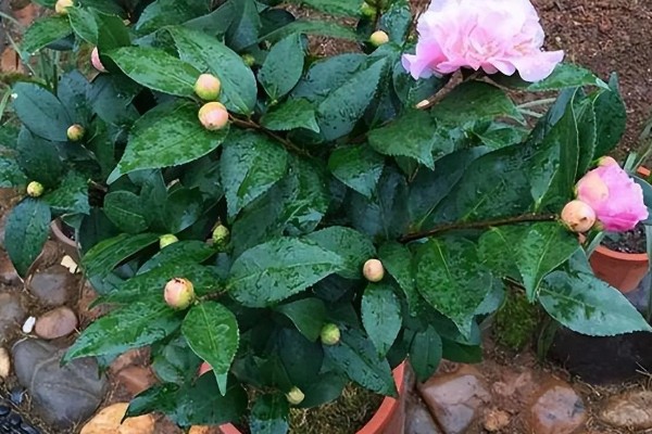 养好香妃茶花的方法,春秋季节每隔2-3天浇一次水