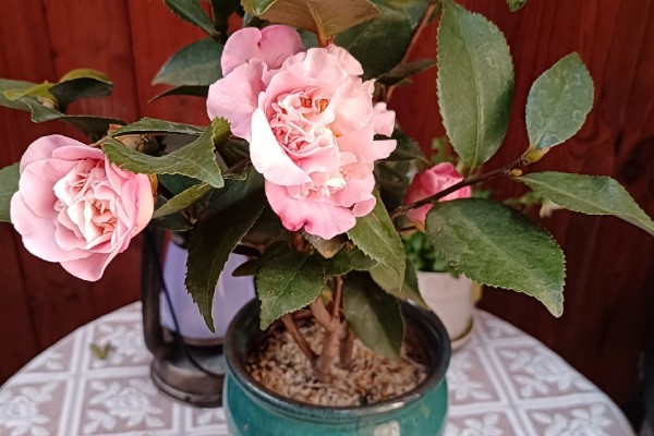 养好香妃茶花的方法,春秋季节每隔2-3天浇一次水