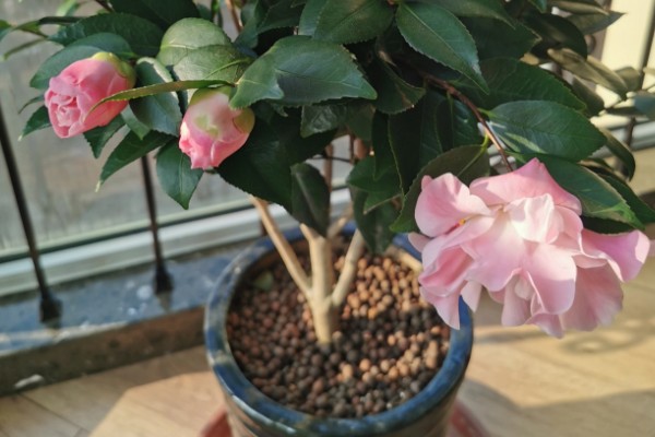 养好香妃茶花的方法,春秋季节每隔2-3天浇一次水