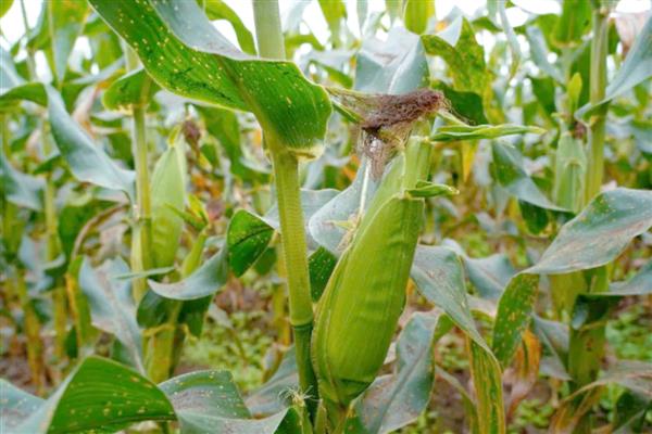 兆和815玉米种的特征特性,从出苗至成熟需要121天左右