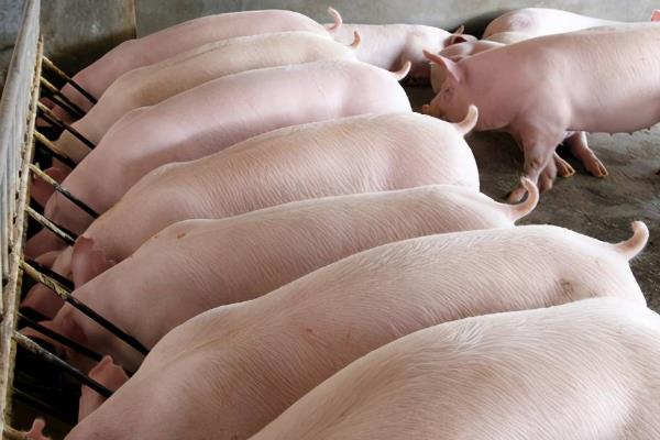 养猪用什么粗饲料，以干草、农副产品类为主