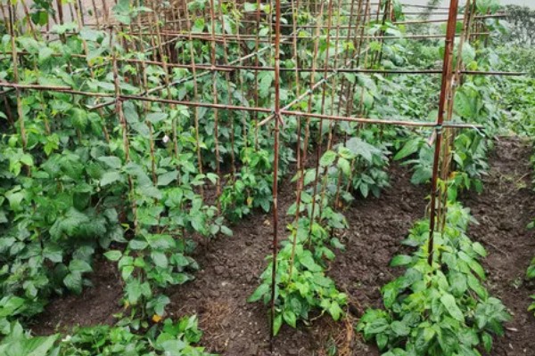 四季豆种植如何搭架,植株有30厘米时即可进行