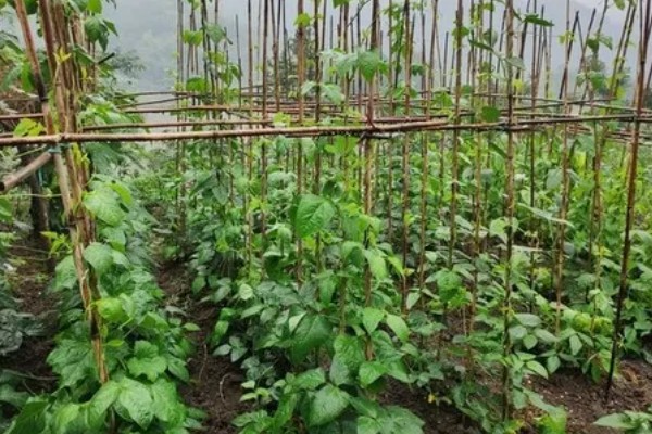 四季豆种植如何搭架,植株有30厘米时即可进行