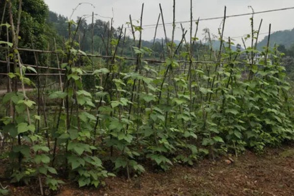 四季豆种植如何搭架,植株有30厘米时即可进行