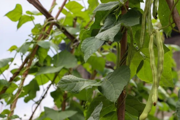 四季豆种植如何搭架,植株有30厘米时即可进行