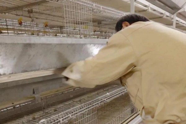 家禽的饲养技术,要合理配比饲料