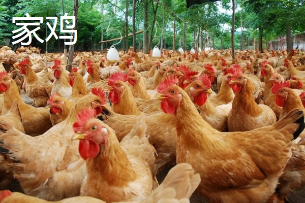 家禽的饲养技术,要合理配比饲料