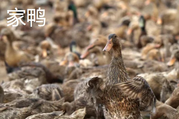 家禽的饲养技术,要合理配比饲料