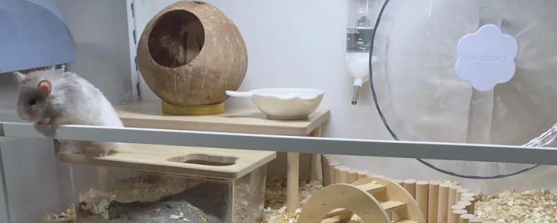 仓鼠吃哪些食物，苹果、胡萝卜、小麦等食物均可饲喂