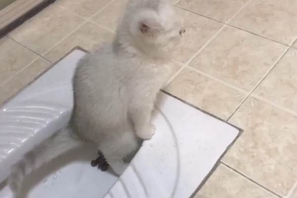 20天的小猫会不会自己排便,自行排便属于正常的生理行为