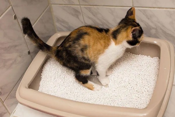 20天的小猫会不会自己排便,自行排便属于正常的生理行为