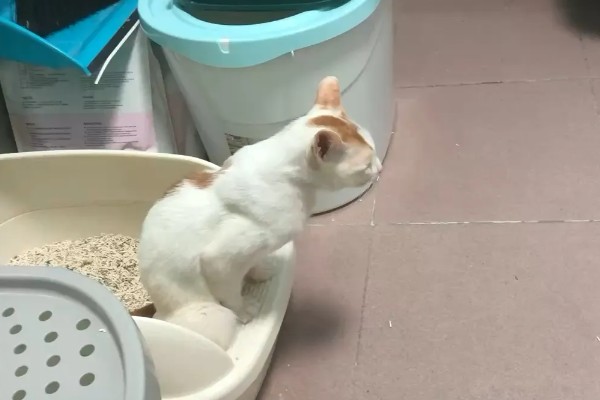20天的小猫会不会自己排便,自行排便属于正常的生理行为