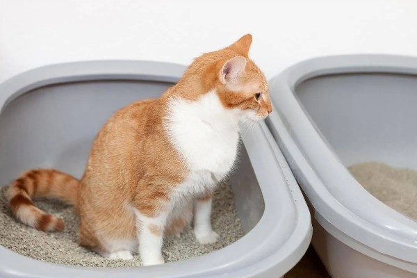 20天的小猫会不会自己排便,自行排便属于正常的生理行为