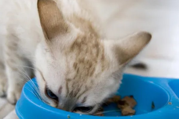 20天的小猫会不会自己排便,自行排便属于正常的生理行为