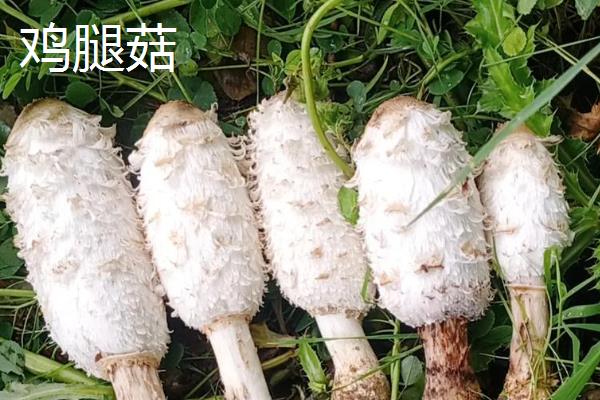 鸡腿菇与杏鲍菇的区别,外形和颜色均不同