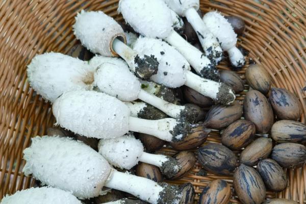 鸡腿菇与杏鲍菇的区别,外形和颜色均不同