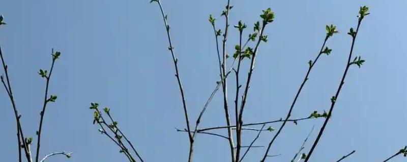 移栽的柿子树什么时候发芽，经过20-30天左右会长新芽
