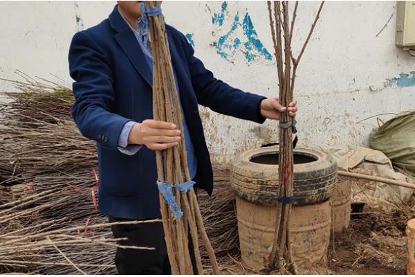 移栽的柿子树什么时候发芽,经过20-30天左右会长新芽