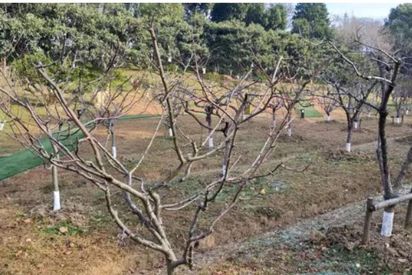 移栽的柿子树什么时候发芽,经过20-30天左右会长新芽