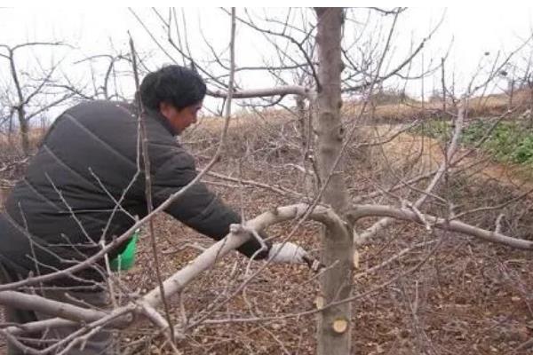 移栽的柿子树什么时候发芽,经过20-30天左右会长新芽