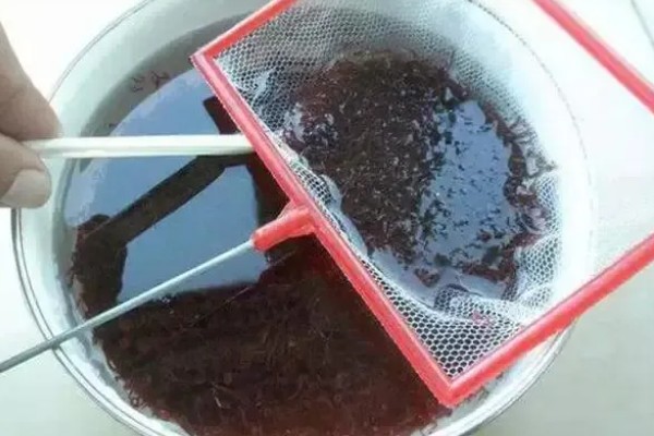 红虫泡水能存活多长时间，可以存活7-14天左右