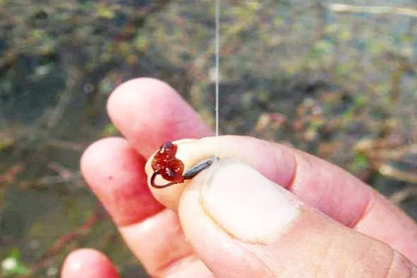 红虫泡水能存活多长时间，可以存活7-14天左右