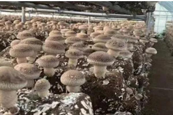 杏鲍菇出菇期怎么管理,将袋口松开并在棚内喷水增湿