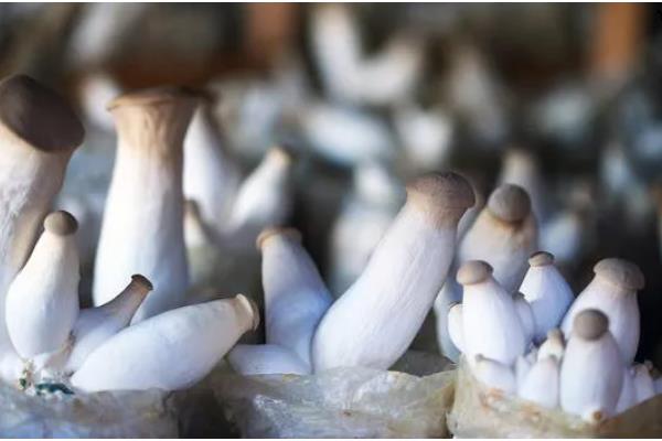 杏鲍菇出菇期怎么管理,将袋口松开并在棚内喷水增湿