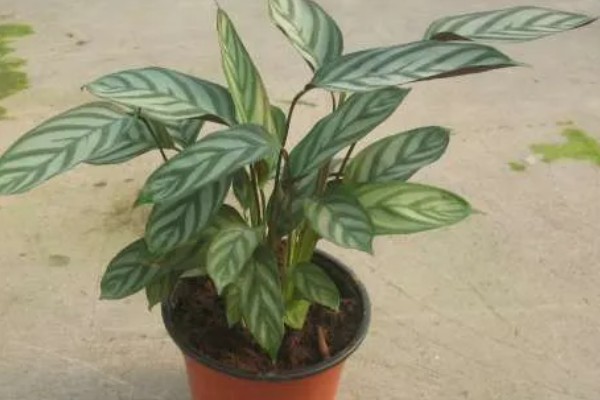 飞芋怎么养殖,生长期间放在室外接受光照