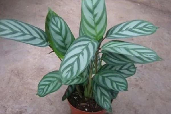 飞芋怎么养殖,生长期间放在室外接受光照