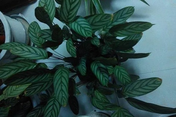 飞芋怎么养殖,生长期间放在室外接受光照
