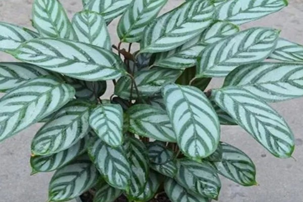 飞芋怎么养殖,生长期间放在室外接受光照