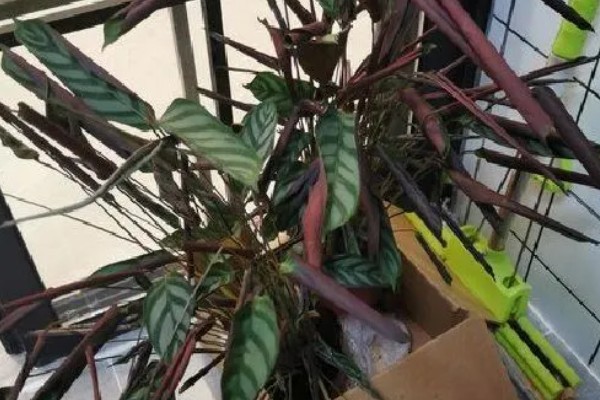 飞芋怎么养殖,生长期间放在室外接受光照