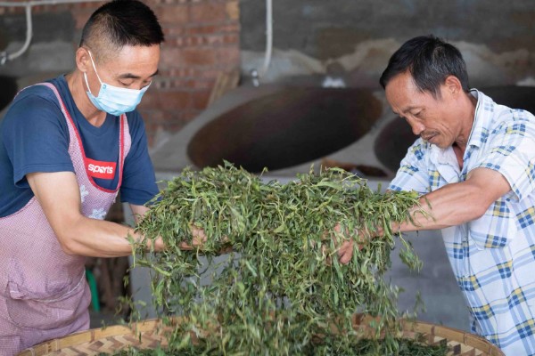 七子饼茶是不是生茶,既有生茶也有熟茶