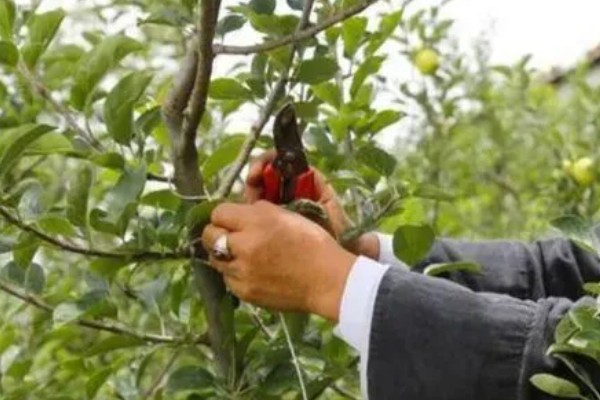 苹果树为什么会落果,高温、缺钙等因素都会造成