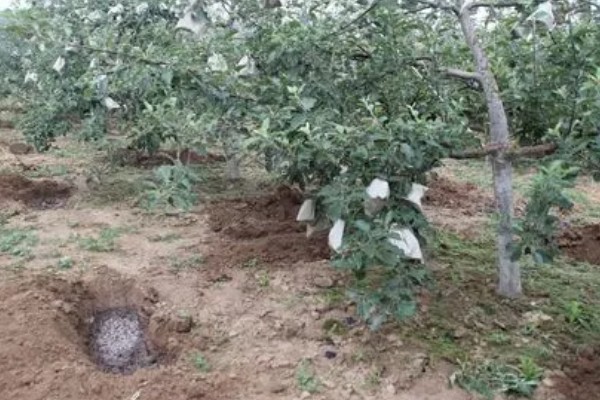 苹果树为什么会落果,高温、缺钙等因素都会造成