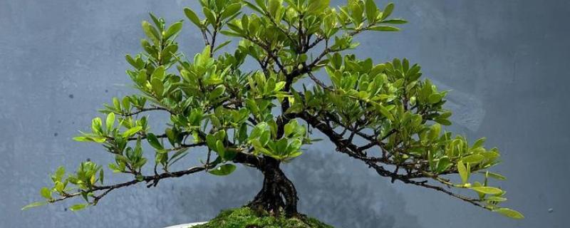 栀子花的叶片为何干枯，一般是光照过强、缺少水分等因素引起