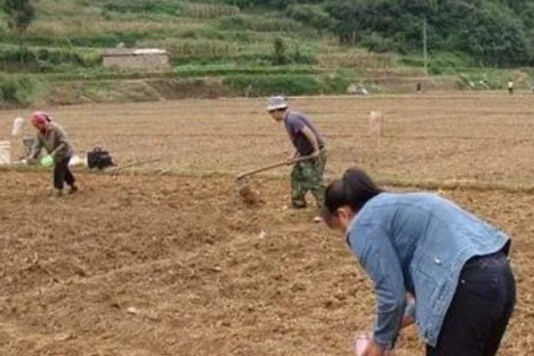 小麦的浇水时间,播种经过10天左右浇蒙头水