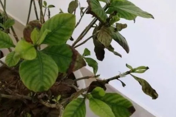栀子花的叶片为何干枯,一般是光照过强、缺少水分等因素引起